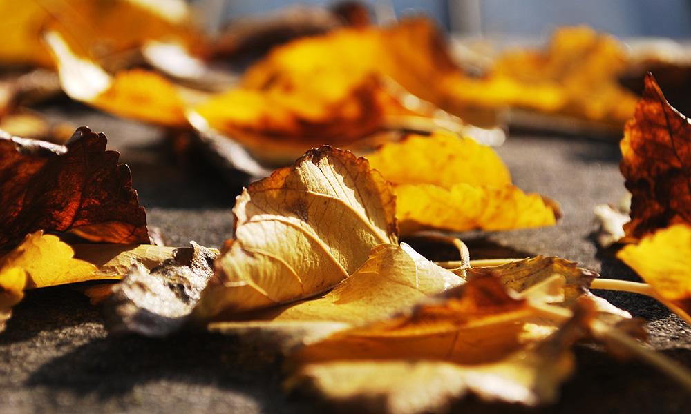 Autumn