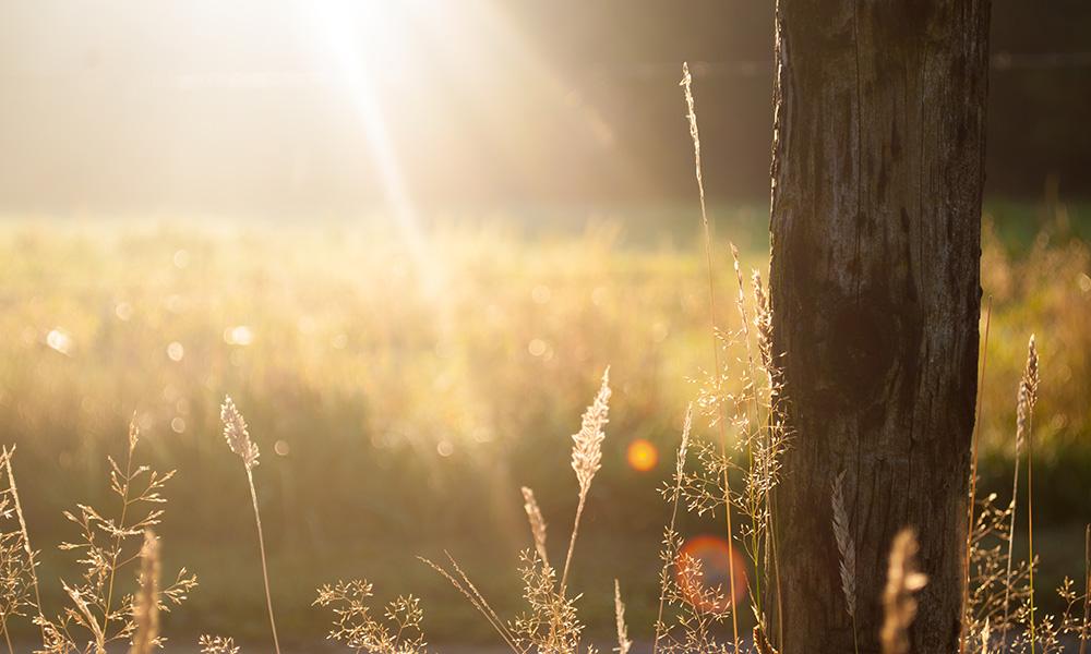 Field